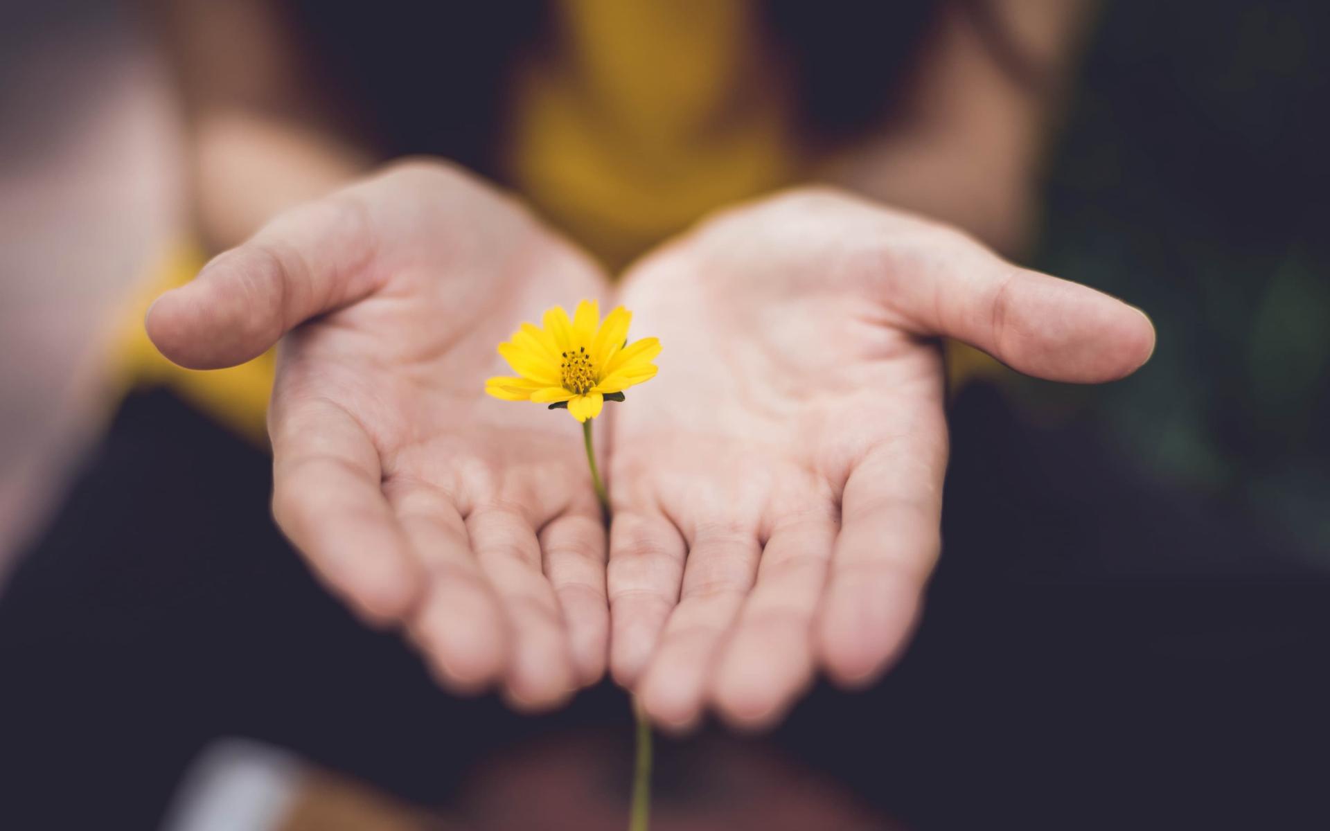 hand mit gelber blume